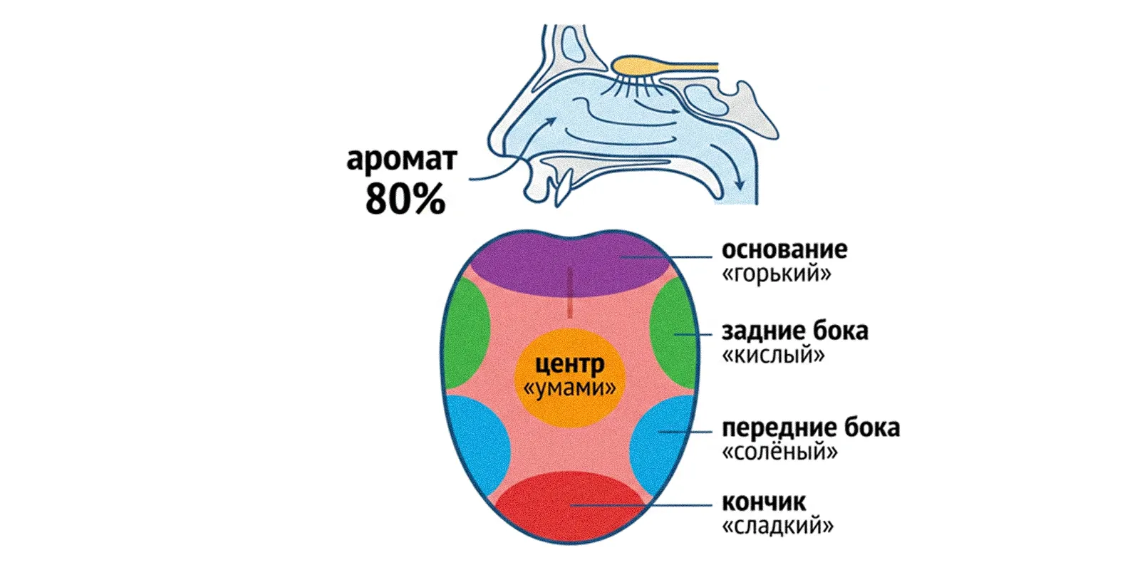 Схема восприятия вкуса кофе через рецепторы языка и обоняние