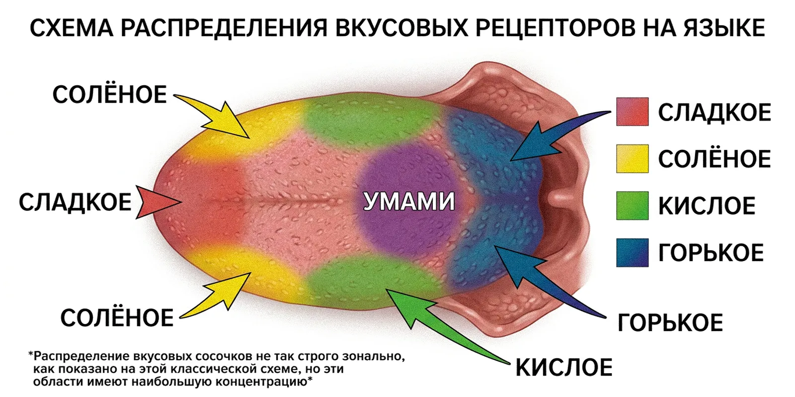 Зоны вкуса на языке